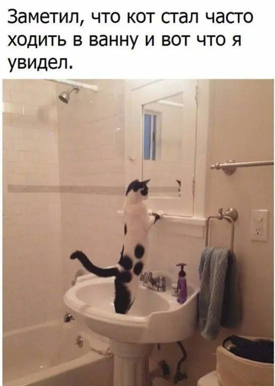 Нашёл нового друга