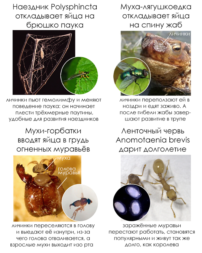 Школьные факты #64