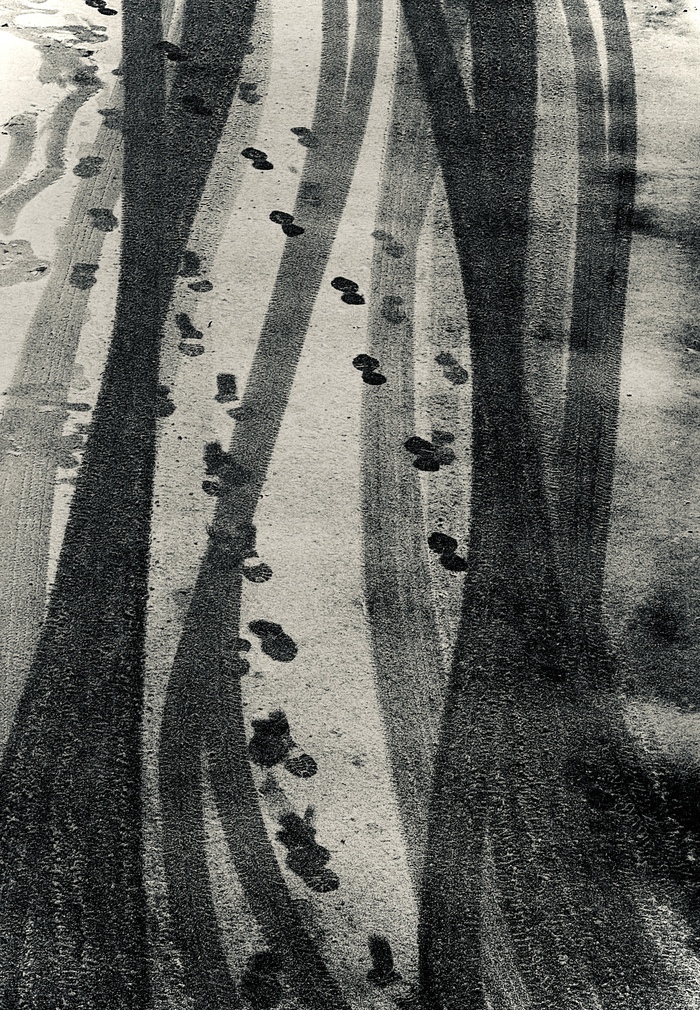 Зимний лес на асфальте