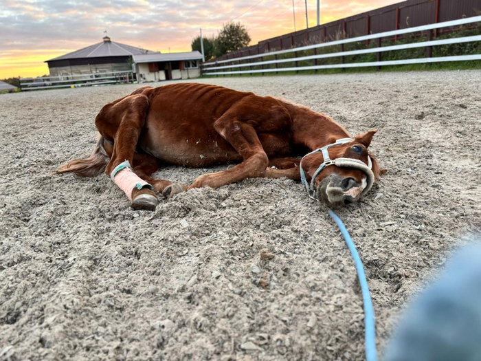 Юлий и раньше любил поваляться на прогулке, но в тот раз ветеринар Ева обратила внимание, что что-то не так с задними ногами