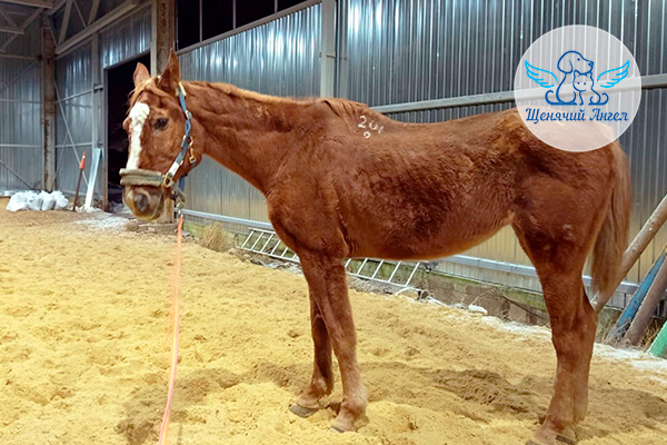 Юлий на прогулке, чем лучше он себя чувствовал, тем больше хотел двигаться 