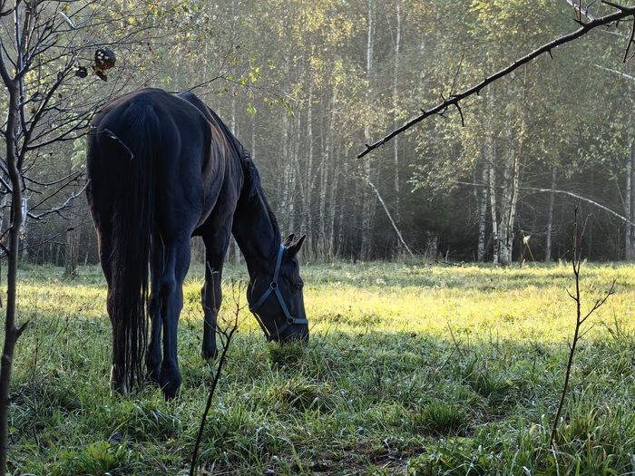     ,  - .      -       . 