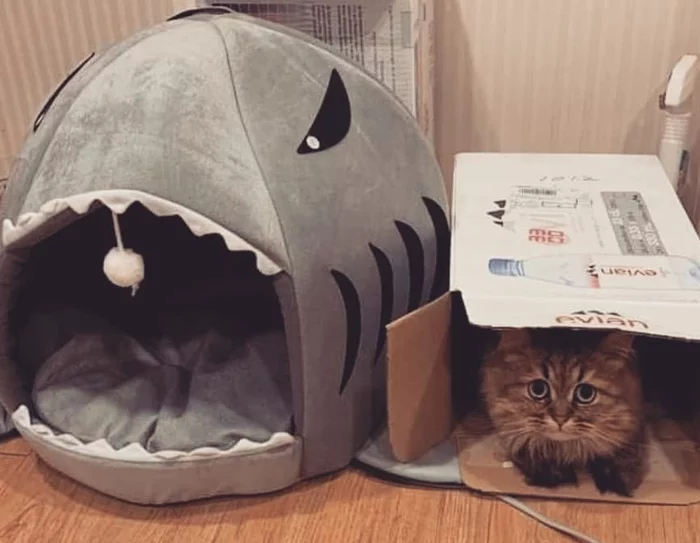 Немного ошибся с выбором домика для кота