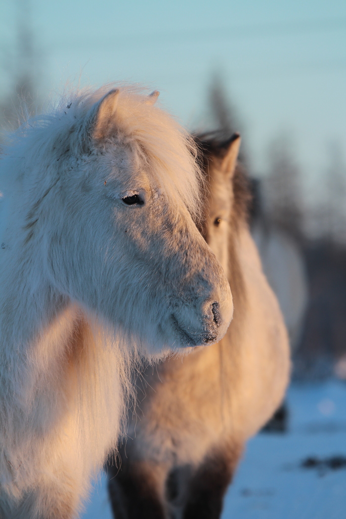 Лошади на Чукотке