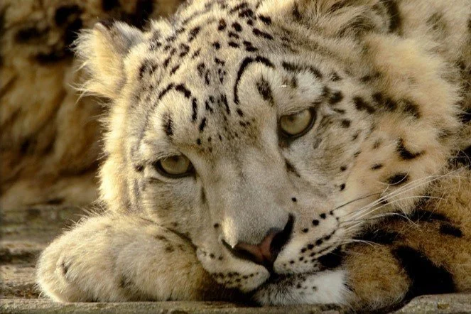 Sleepy look - Series Snow Leopard, Snow Leopard, Dream, nap, Drowsiness, Predatory animals, Wild animals, wildlife, Cat family, Big cats, Telegram (link), Longpost