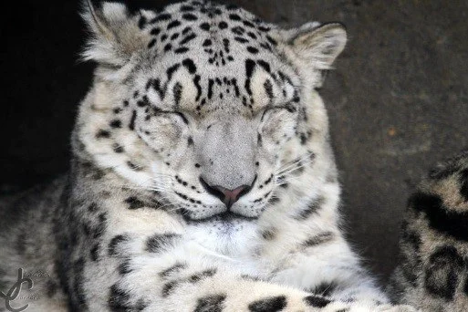 Sleepy look - Series Snow Leopard, Snow Leopard, Dream, nap, Drowsiness, Predatory animals, Wild animals, wildlife, Cat family, Big cats, Telegram (link), Longpost