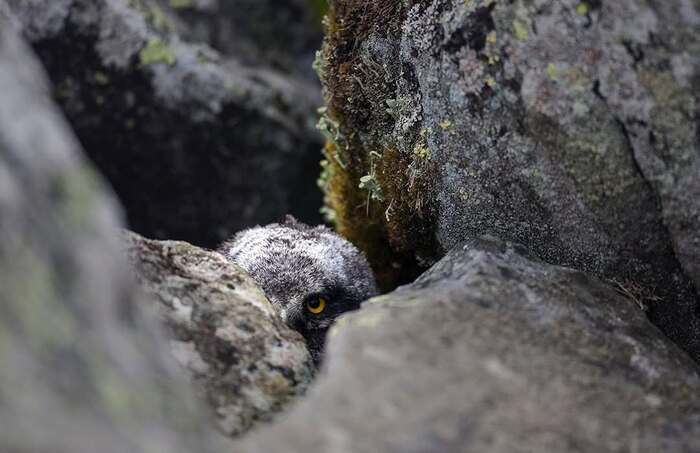 Ястребиная сова