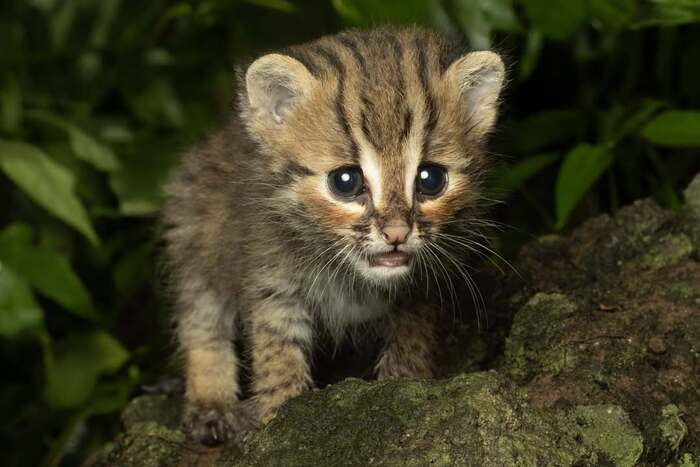 Детёныш зондской бенгальской кошки