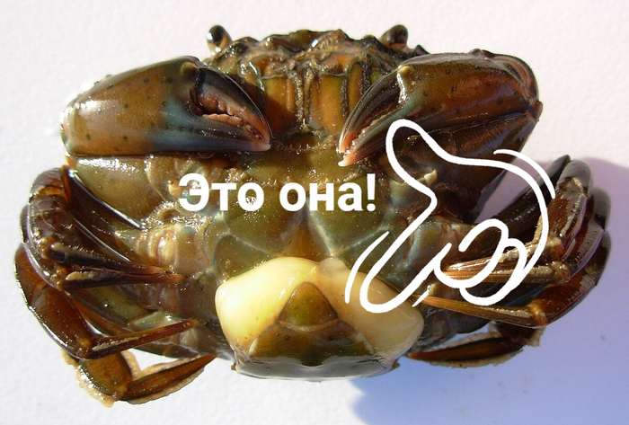 Саккулина или крайняя степень Обломовщины!