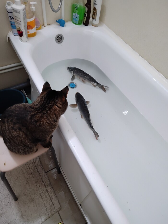 Вроде бы и завел себе друзей, но для чего они такие вкусные?