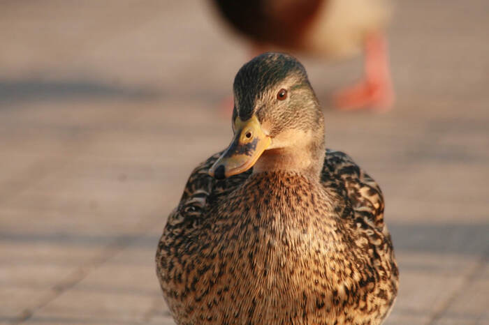 Утки в деталях