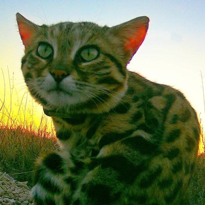 Самец Магнум