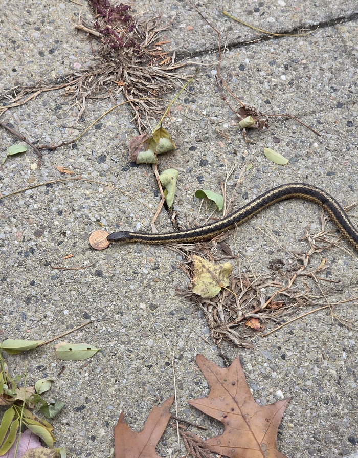 Все драконы неравнодушны к золоту