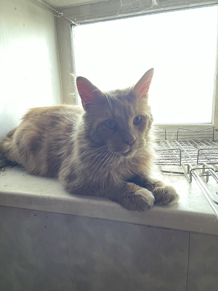 Ненормальная? Десять кошек, три собаки