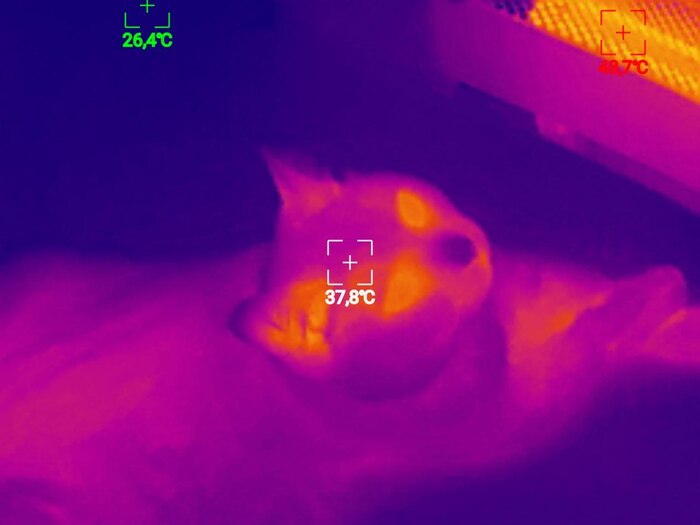 Для тех, кто смог дочитать до этого момента, ловите картинку для отвлечения внимания: так котики выглядят в тепловизоре (есть даже <a href="https://pikabu.ru/story/kak_ya_delayu_kruglogodichnuyu_kiberbyitovku_na_dache__komfortno_kak_v_kvartire_no_bez_mnogomillionnogo_byudzheta_na_stroyku_13412425?u=https%3A%2F%2Ft.me%2Fdacha_vibes_log%2F156&t=%D0%B2%D0%B8%D0%B4%D0%B5%D0%BE&h=ebf8c76934c08e1a8b8b51d37989375b1cc98c0e" title="https://t.me/dacha_vibes_log/156" target="_blank" rel="nofollow noopener">видео</a>)