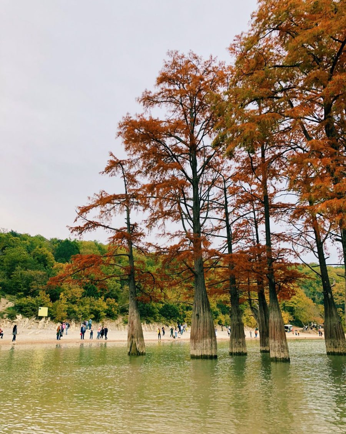 Российская популяция на озере Сукко в Краснодарском крае.