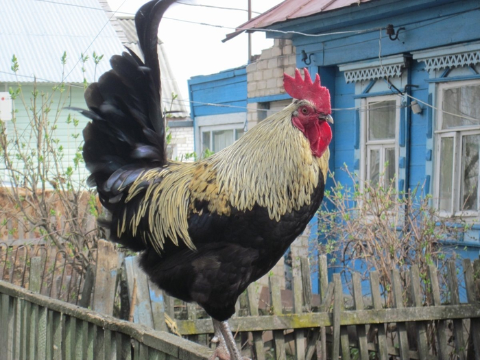 беспородный