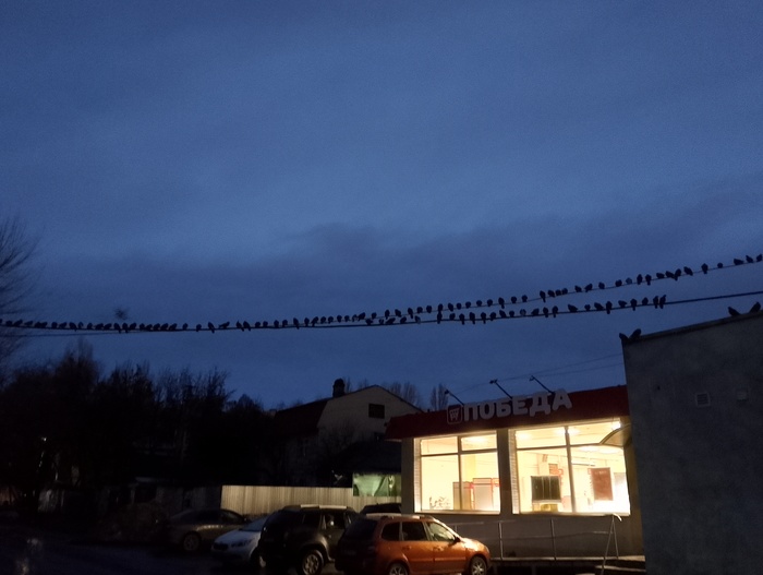 Средство от бессонницы или подсчитай голубей