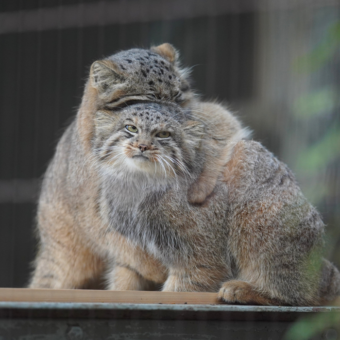 Играют, пока маленькие