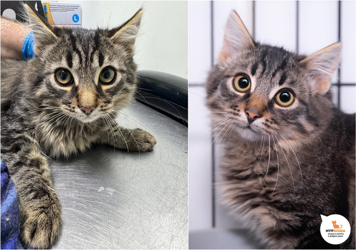 Котёнок-мальчик Малышарик, 5 месяцев, найден на даче.