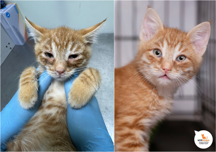 Котёнок-мальчик Пампуш, 3 месяца, найден на улице.