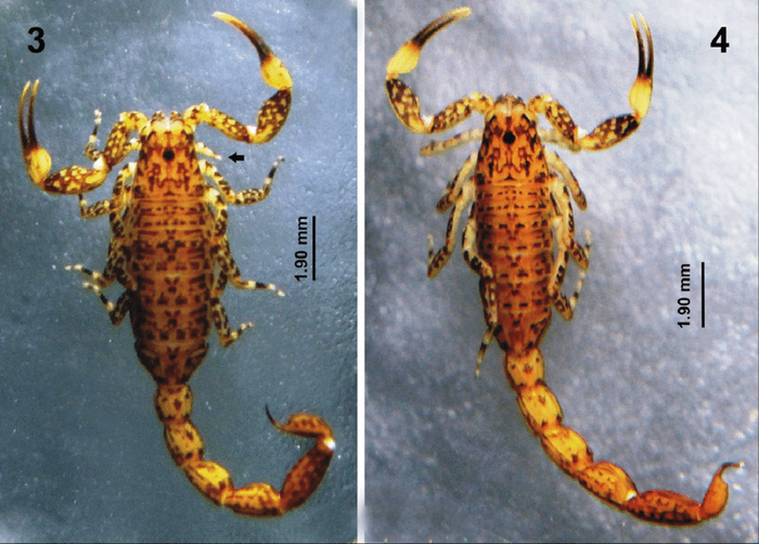 Может микротиций и малый, зато очень пёстрый!