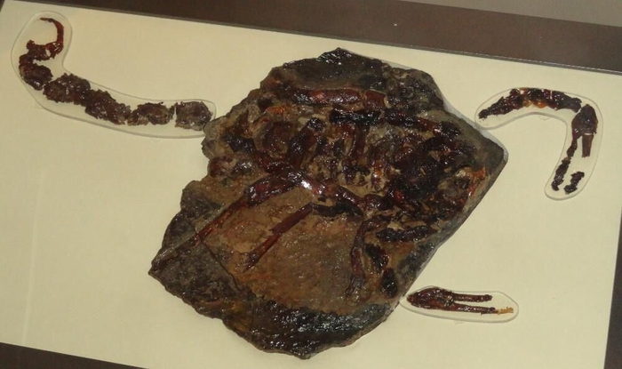 Окаменелости говорят нам о том, что жили такие гиганты целых 330 млн лет назад.