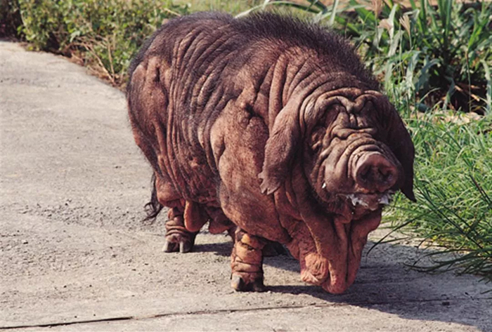 Да-да, вот эта штука пышет здоровьем, пока мы по врачам ходим!