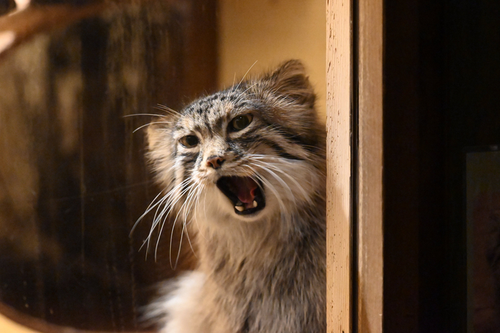 Мааааааало!!!!