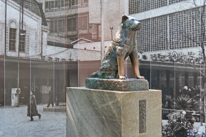 Верный пёс Хатико