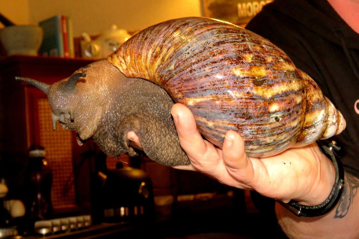 Булочка слегка залежалась...