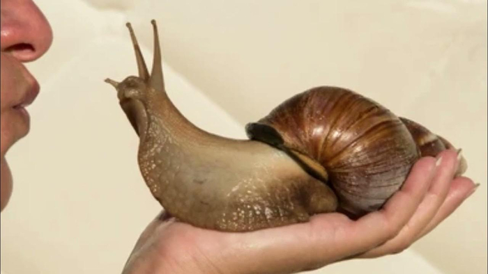 Даже если вы каким-то образом проверили свою улитку на паразитов, целовать её не стоит...