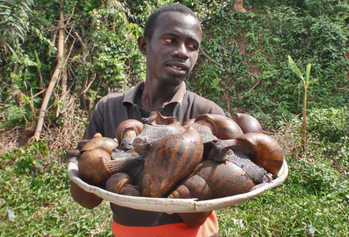 К слову, на родине ахатин, в Восточной и Южной Африке, их спокойно собирают и едят. Ещё бы, почти килограмм свежего мяса ползает по земле.