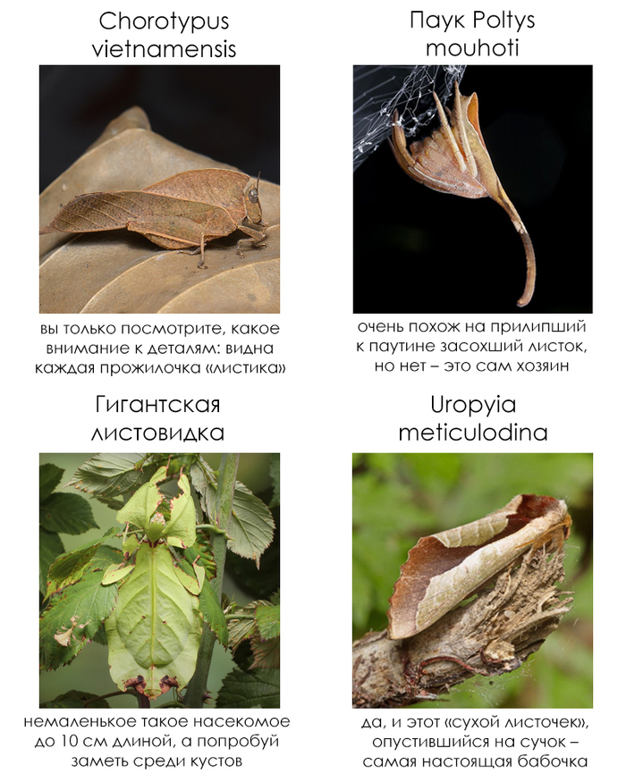 Школьные факты #65