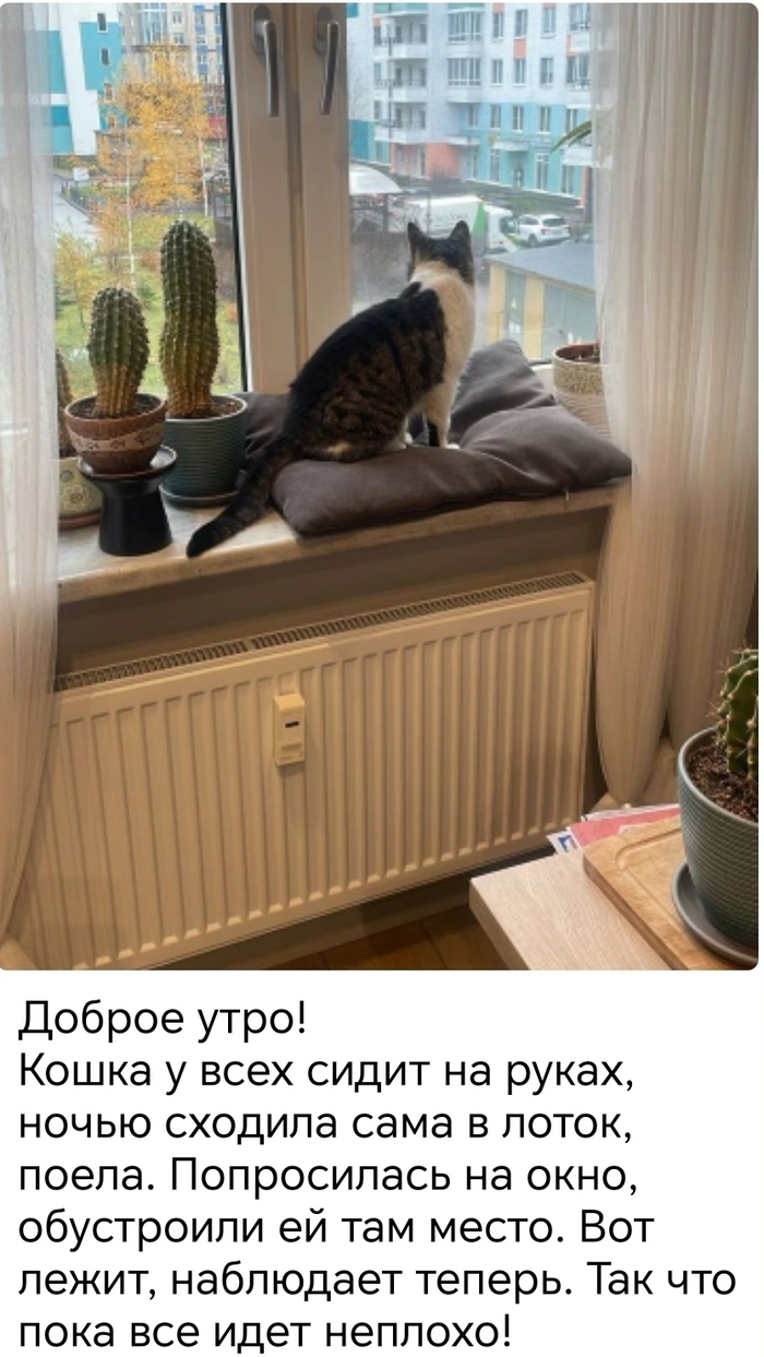 Продолжение поста «На улицу выкинули ласковую, домашнюю стерилизованную кошечку. Ищем дом!»