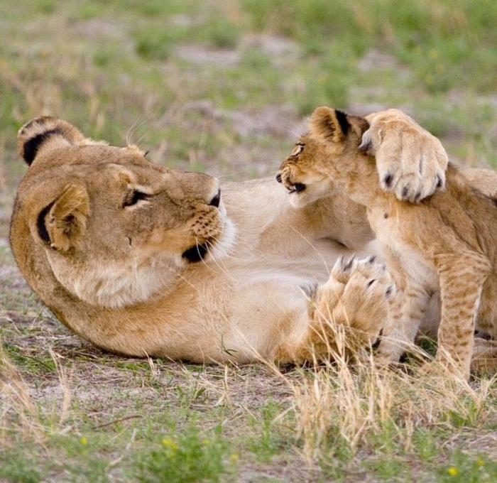 Самки трепетно и нежно любят своих детей. Но дикая природа вносит свои коррективы. Сначала выгодно кормить тех, кто приносит пользу.
