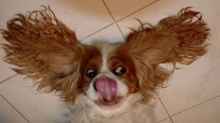 Большие уши, чтобы лучше слышать хозяина.