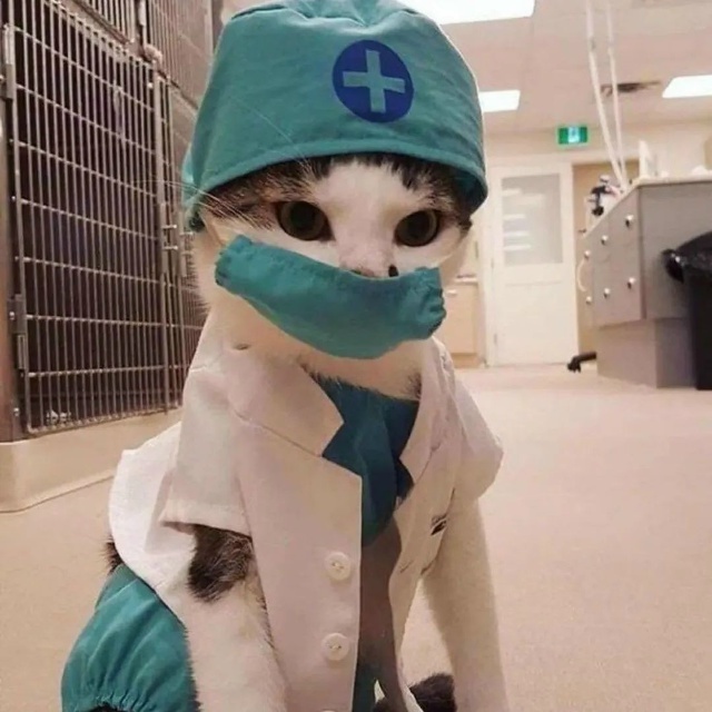 Случайное поедание шерсти замедляет ожирение и стабилизирует обмен веществ. Да, это научный факт.