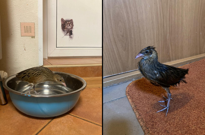 Помылся, побрился, теперь можно и девичьи сердца покорять!