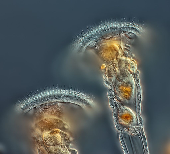 Те самые цветочки, о которых ты вспоминаешь раз в месяц, когда те уже почти завяли.