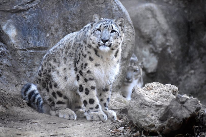 А чтобы ваши глаза не выпали от обилия бездушного контента в статье, дайте им отдохнуть, посмотрите на пухленького барса.