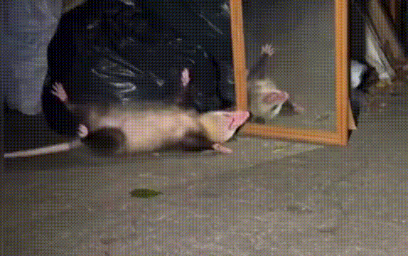 Сгенерированно нейросетями нового поколения. Нереальность происходящего выдаёт лишь неправильное отражение в зеркале и излишняя драматичность опоссума.