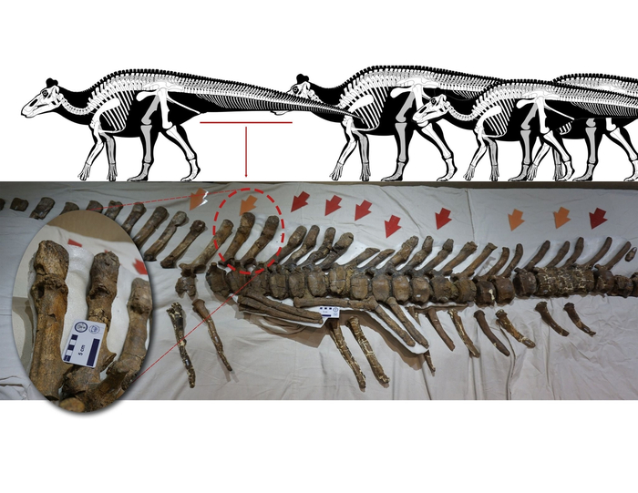 Те самые позвонки с переломами остистых отростков.