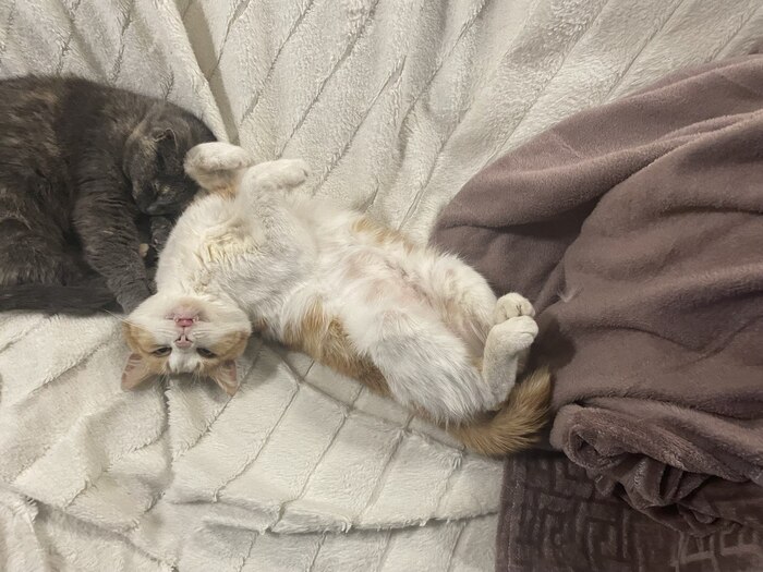 Это Семён. Он котик-историк