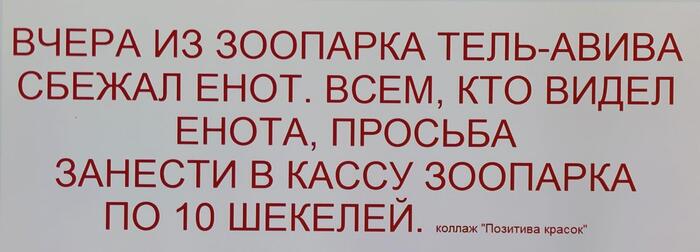 Кто видел енота?