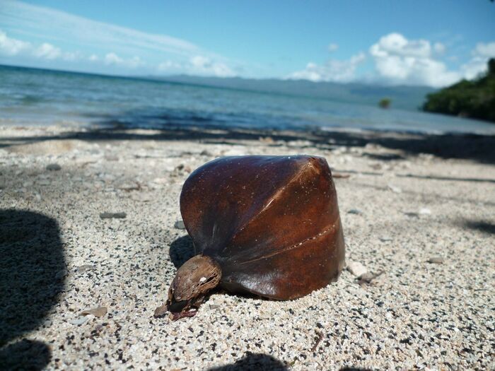 Созревший плод баррингтонии на пляже. Фото П. Сутягина.