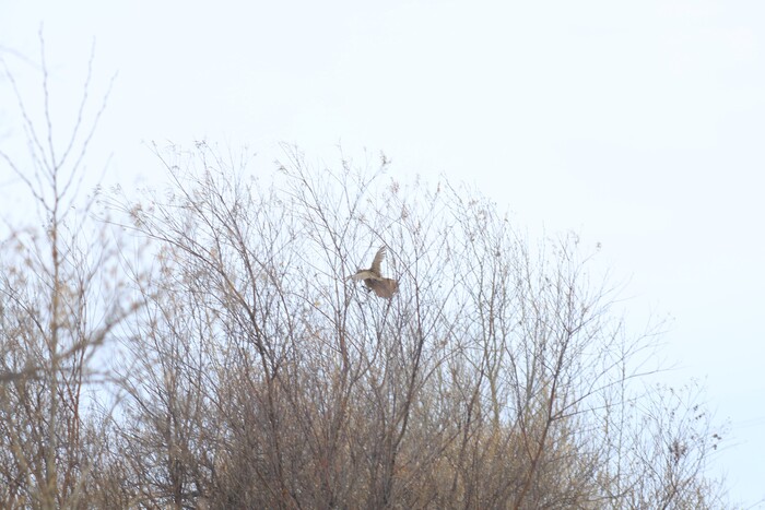 Собака загнала фазана на дерево