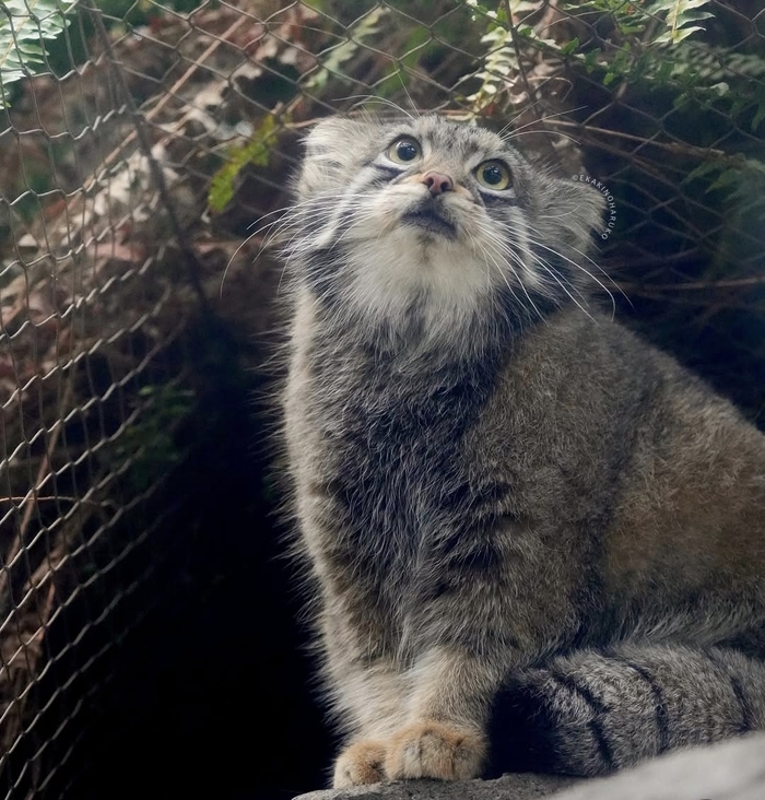 Сама милота