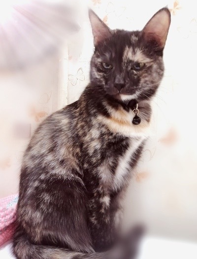 Когда взяли ее, назвал Писькой, уехал на вахту, приехал теперь она Заяц. 2018 год где то