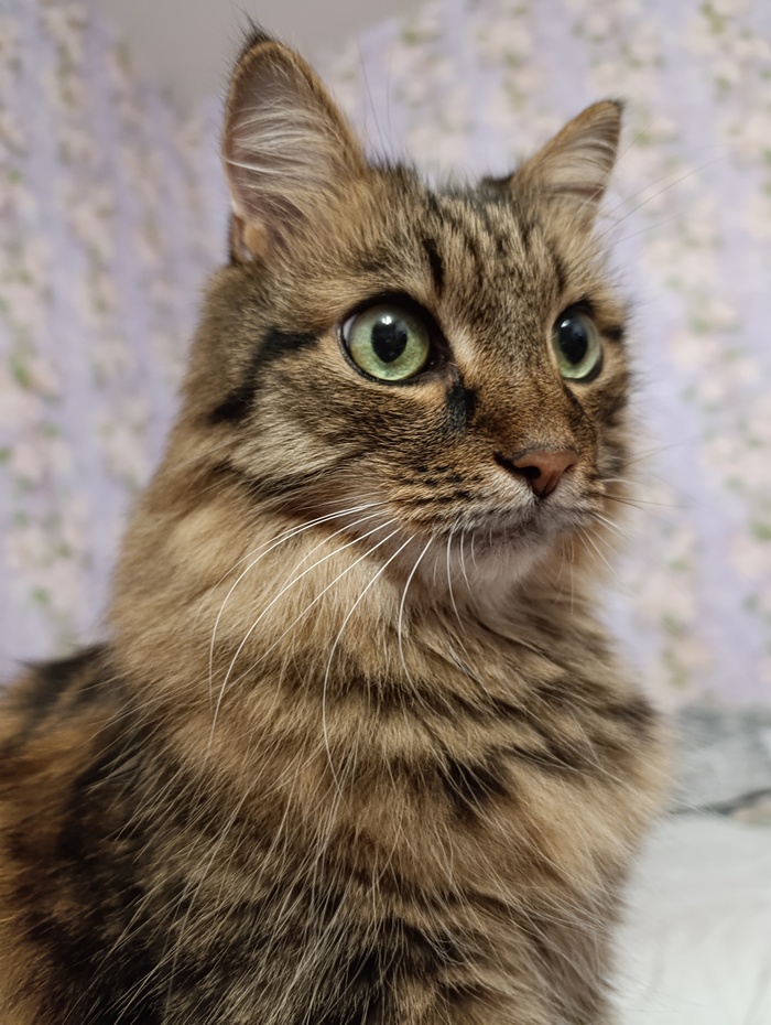 Подтверждаю) Пикабушному коту 14 лет